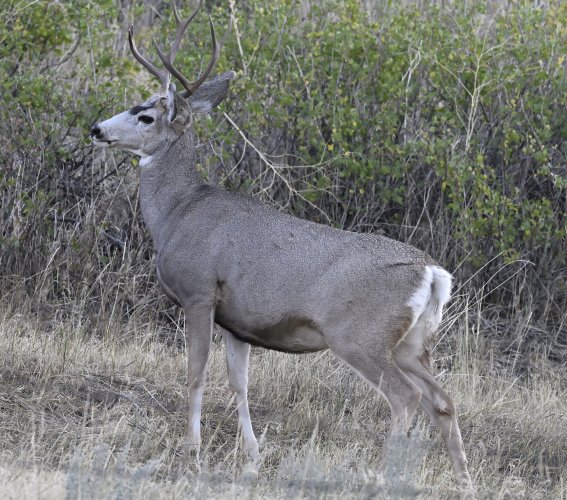 Deer on the Stillwater but no big bucks