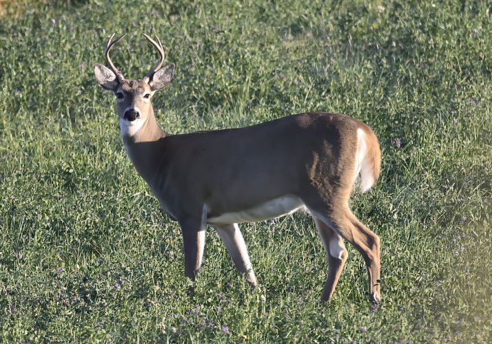 Deer on the Stillwater but no big bucks