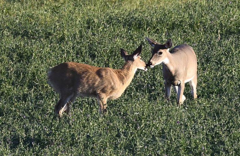 Deer on the Stillwater but no big bucks