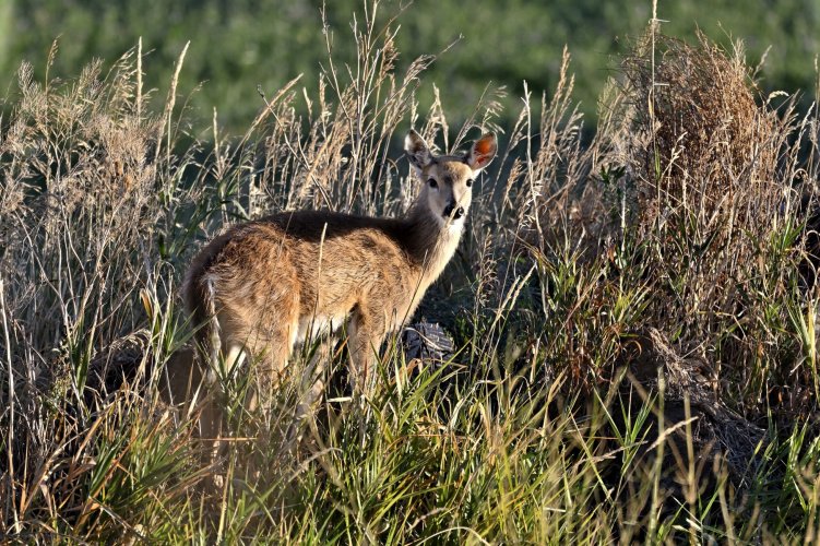 Deer on the Stillwater but no big bucks