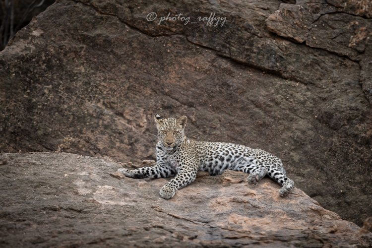 Some photos from a recent trip to Tuli, Botswana. Best safari of my life so far!