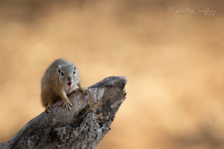 Some photos from a recent trip to Tuli, Botswana. Best safari of my life so far!