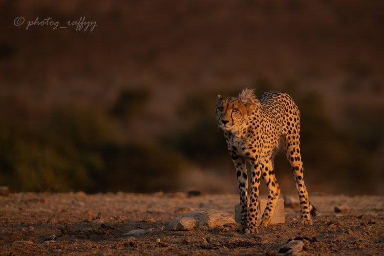 Some photos from a recent trip to Tuli, Botswana. Best safari of my life so far!