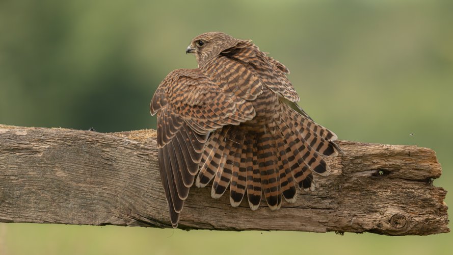 Common female Kestrel covering up it's catch so the other Kestrels flying above cannot steal it