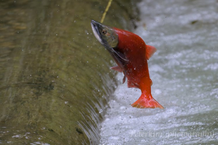 Kokanee @Meadow Creek Spawning Channel