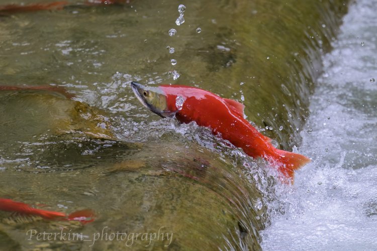 Kokanee @Meadow Creek Spawning Channel