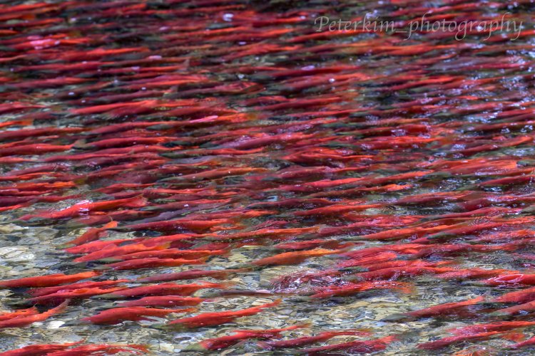 Kokanee @Meadow Creek Spawning Channel