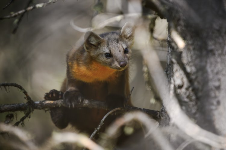 Elusive Pine Marten