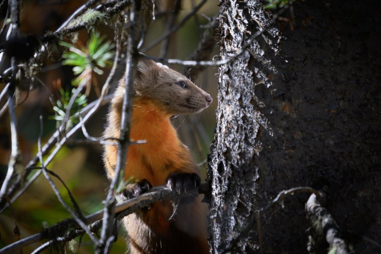 Elusive Pine Marten