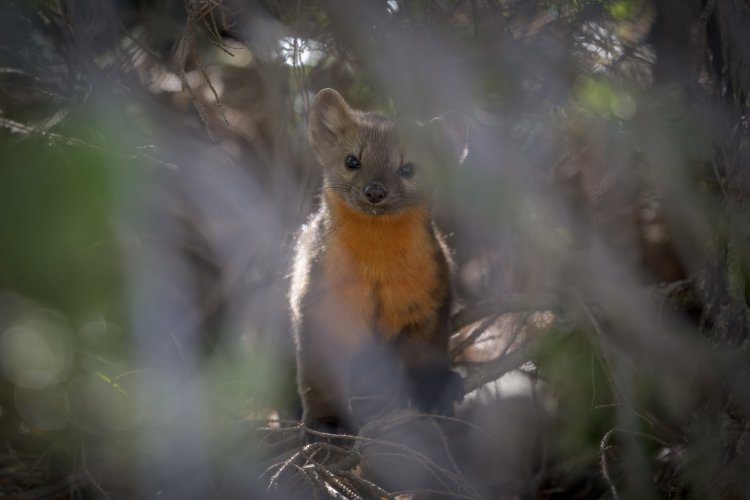 Elusive Pine Marten