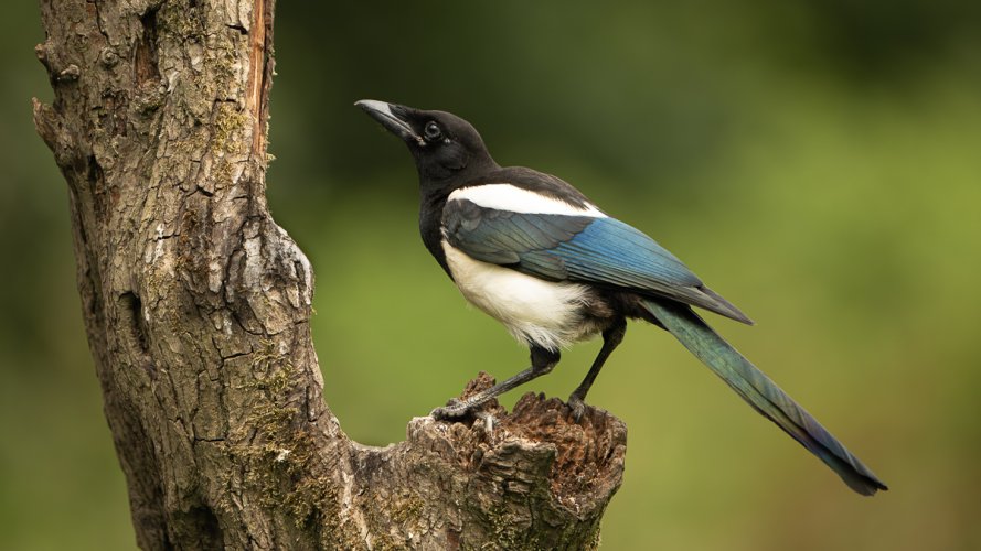 Common Magpie looking splendid !!