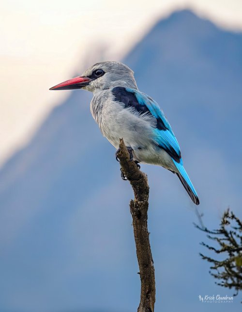 Woodland Kingfisher