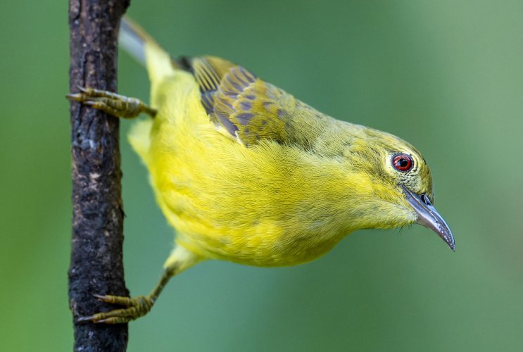 Brown Throated Sunbird