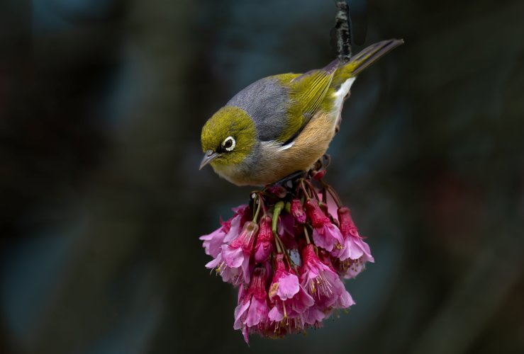 Silvereye in the Cherry Tree !!