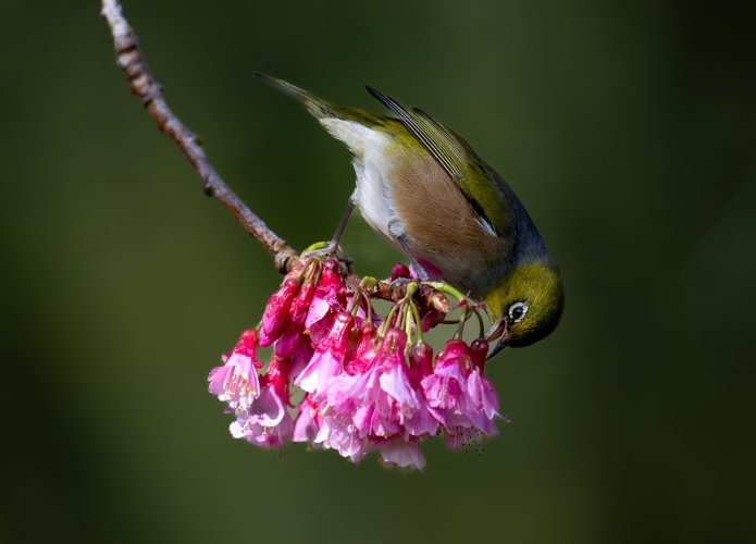 Silvereye in the Cherry Tree !!