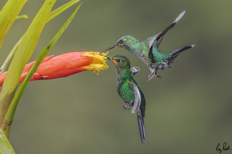 2 Hummingbird photos