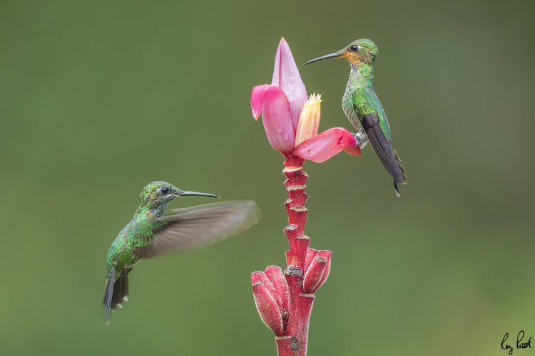 2 Hummingbird photos