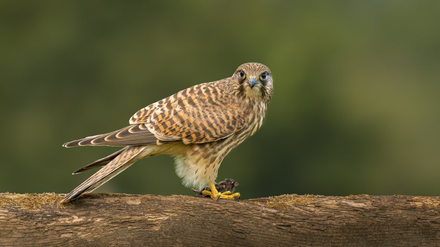 Female Common Kestrel with dinner watching !