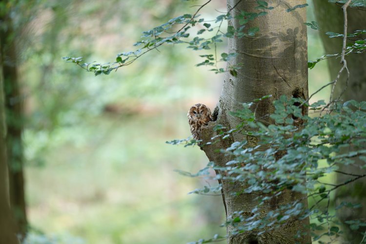 Tawny owl zoom in