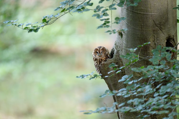 Tawny owl zoom in