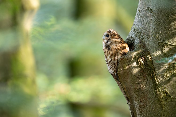 Tawny owl zoom in