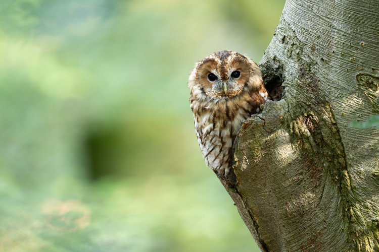 Tawny owl zoom in