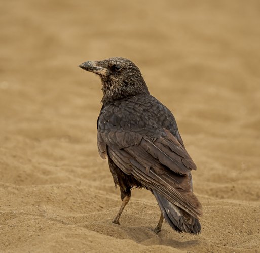 Old & Tatty Carrion Crow foraging on the beach!