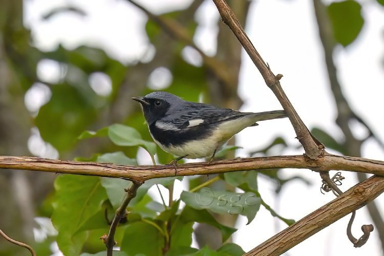 Black-throated Blue Warbler.