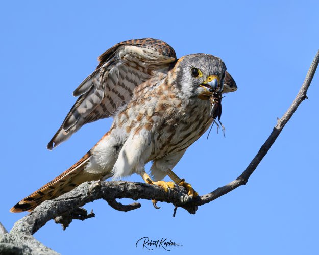 Successful Kestrel