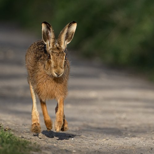 Brown Hare on an evening trot.