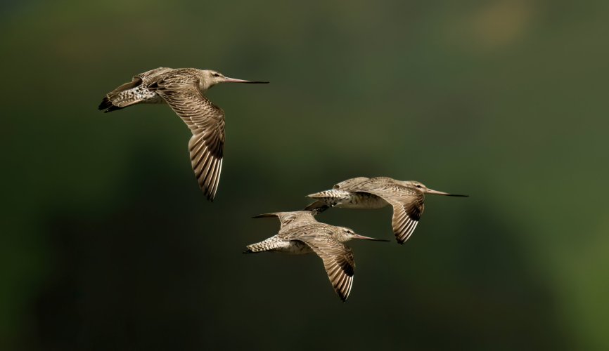 Bar-tailed Godwits, back from their travels !!