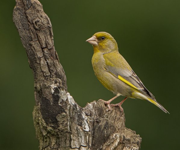 European Male Greenfinch - UK