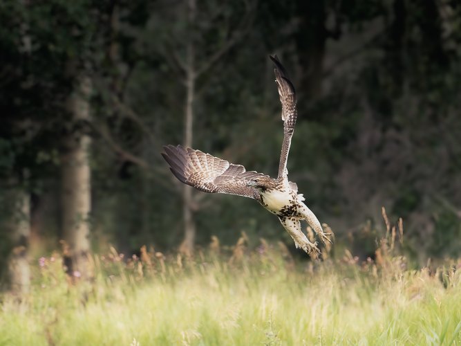 Red-tailed hawk - Alberta foothills