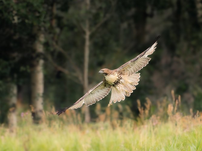 Red-tailed hawk - Alberta foothills