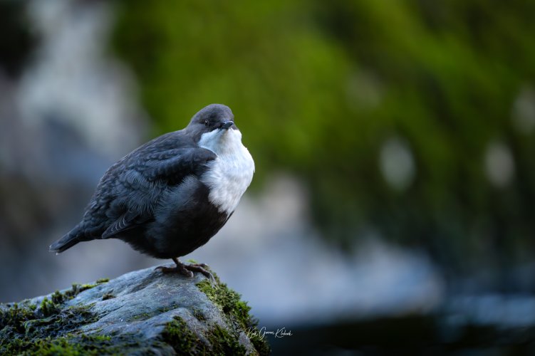 The White-throated dipper