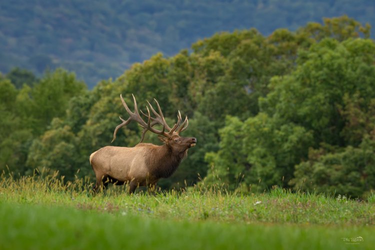 Elk during sunset