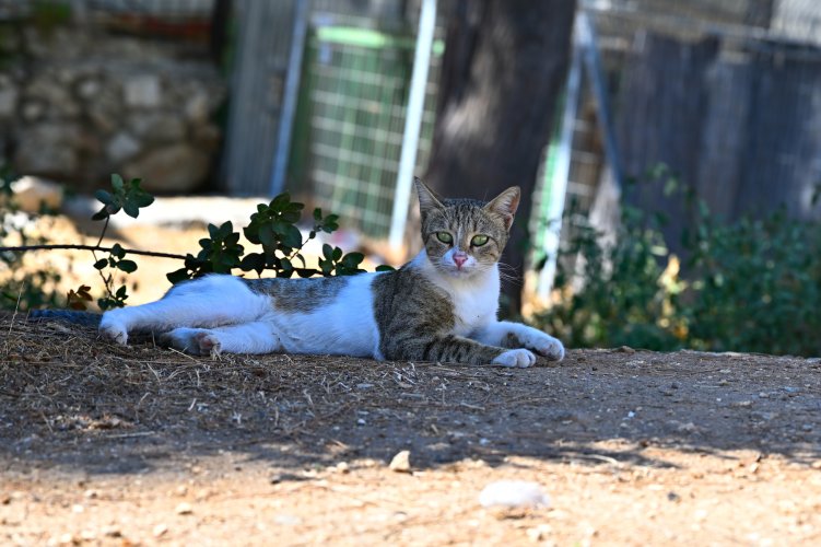 Israely Cat poses