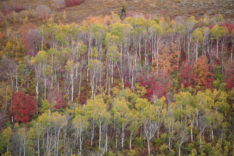 Utah Fall Colors