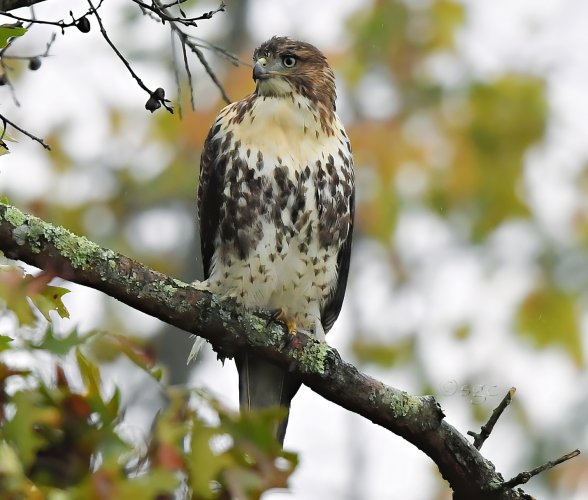 Red-tailed Hawk.