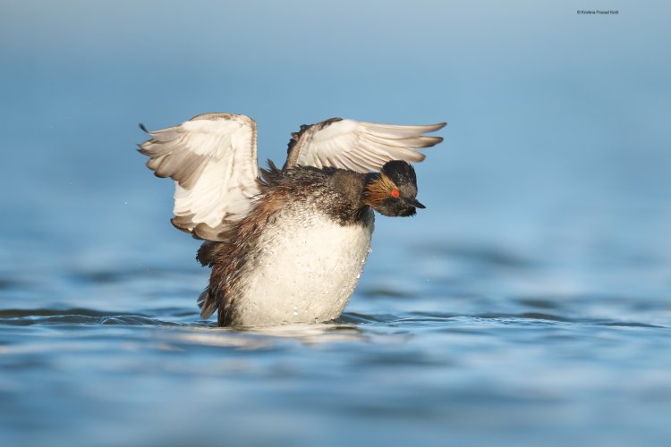 Eared Grebe in Great Salt Lalt Lake