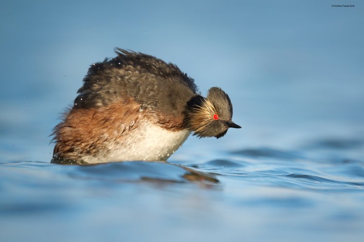 Eared Grebe in Great Salt Lalt Lake