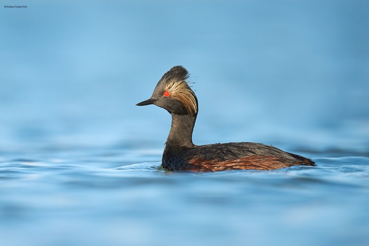 Eared Grebe in Great Salt Lalt Lake