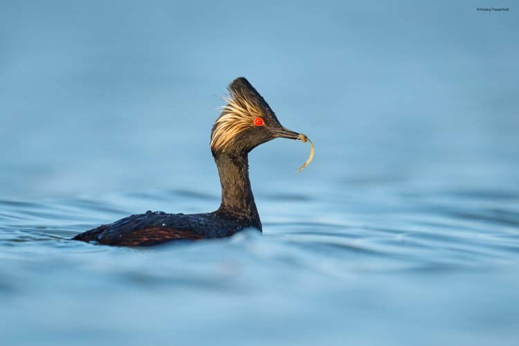 Eared Grebe in Great Salt Lalt Lake