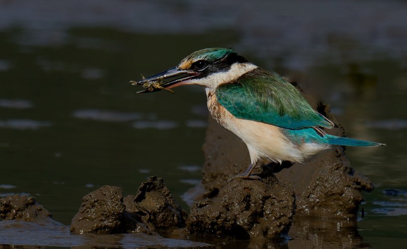 KIngfisher with Crab!