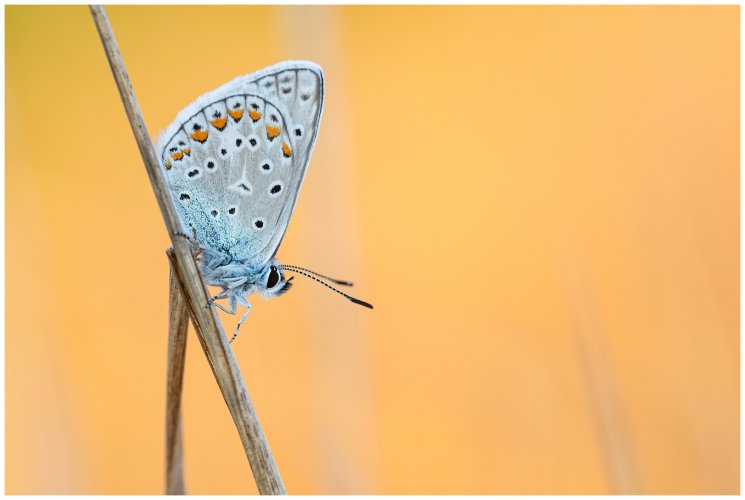 September butterflies