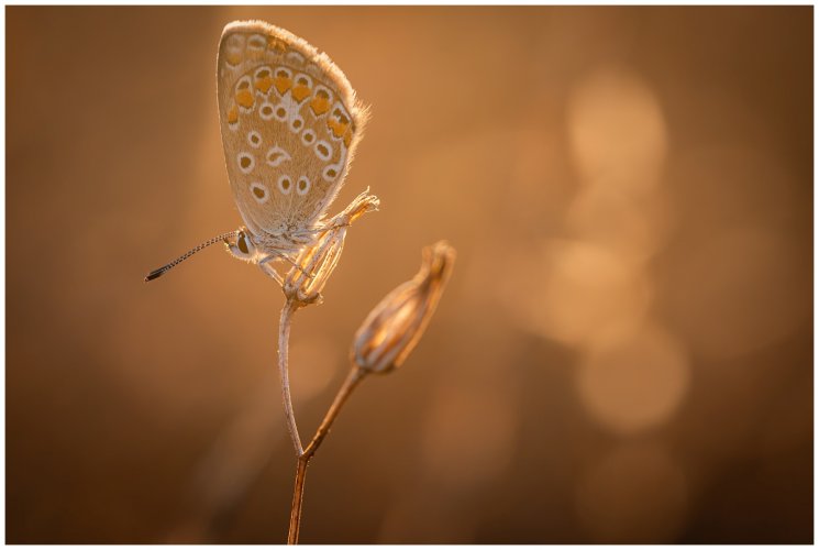 September butterflies