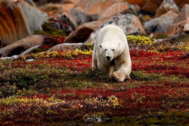 Fall colours and a Polar Bear.jpeg