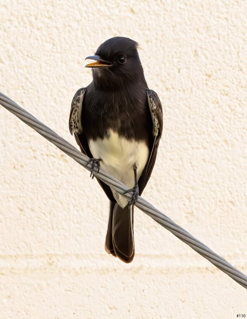 Bird on a wire #110