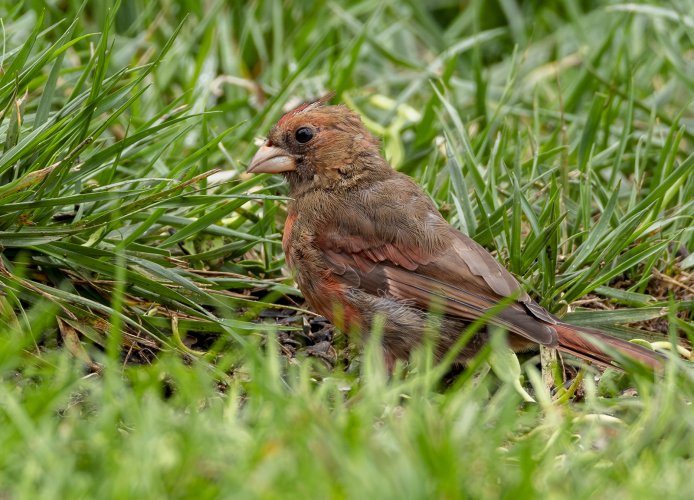 2024-10-02 Backyard Birds_005-Enhanced-NR.jpg