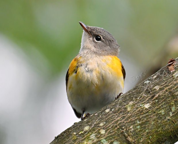 American Redstart.